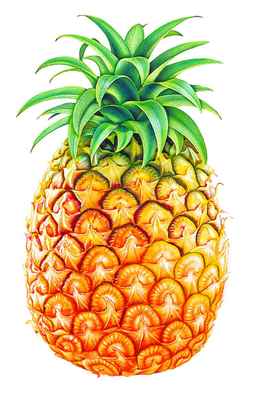 東盟首腦峰會創意著裝 水果主題服裝展現團結與活力